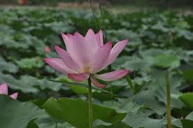 image of a lotus flower (padma)
